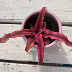 CRYPTANTHUS