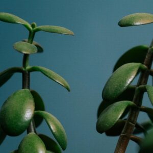 Vibrant green Crassula plant with oval leaves set against a serene blue backdrop.