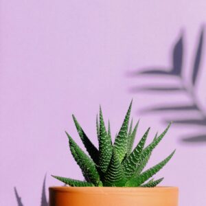 Minimalist studio shot of a green succulent in a terracotta pot against a purple background, perfect for modern decor.