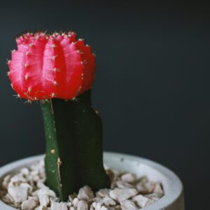 Close-up of a vibrant cactus flower in a white pot, set on a dark background.